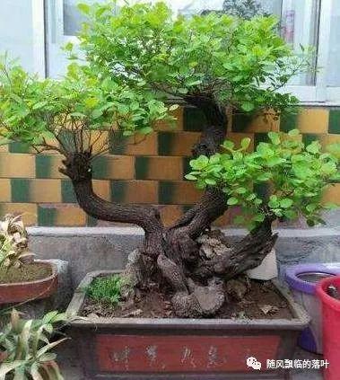 黄栌盆景好养吗