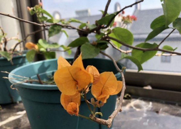 盆栽三角梅怎么养