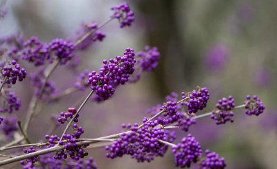 紫珠盆景怎么养 有关紫珠盆景种植与管理