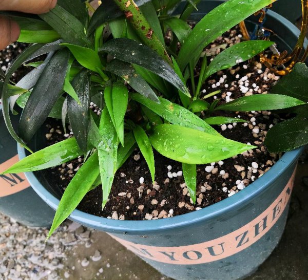百合花盆栽好养吗