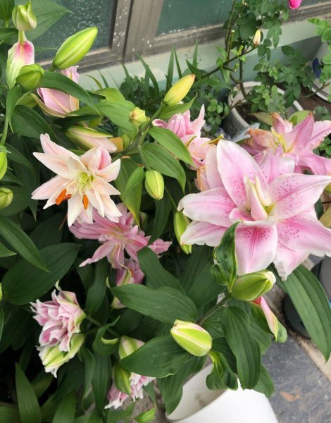 百合花盆栽好养吗