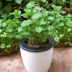 种什么植物可以驱蚊子