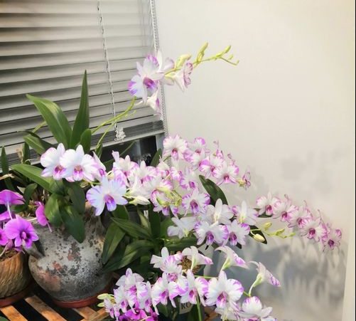 漂亮的石斛兰品种有哪些