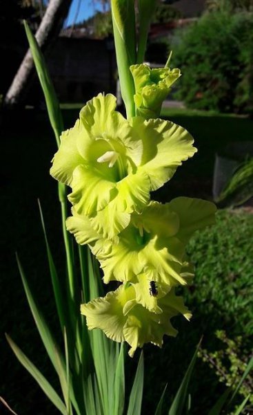 剑兰花有几个品种