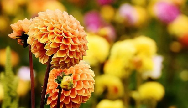 菊花十大品种名称大全