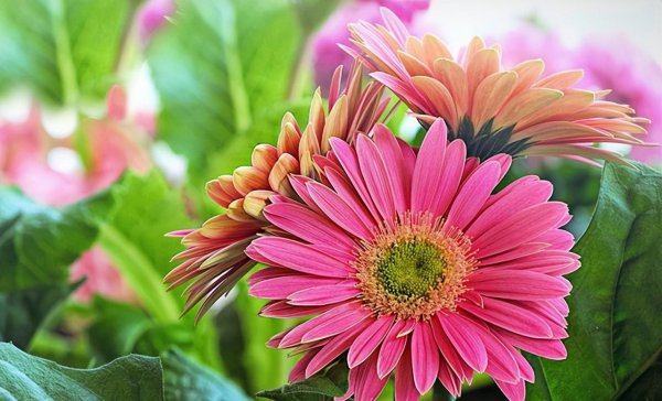 菊花十大品种名称大全