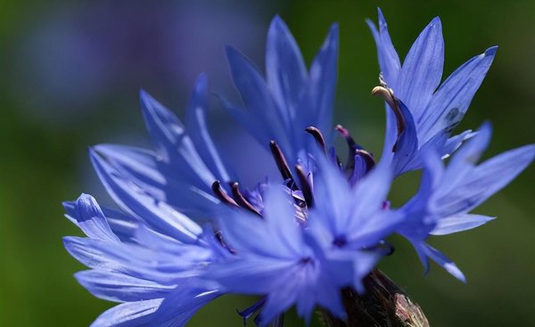 菊花十大品种名称大全
