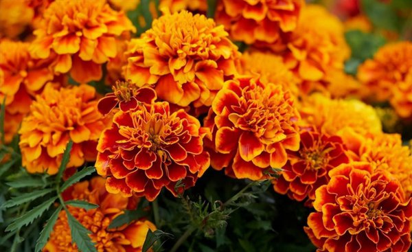 菊花十大品种名称大全