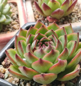 多肉植物怎么栽种 教你正确养护多肉的技巧