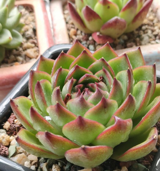 多肉植物怎么栽种