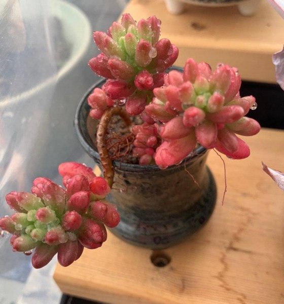 多肉植物怎么栽种