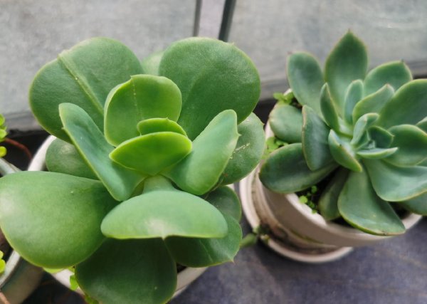 多肉植物怎么栽种