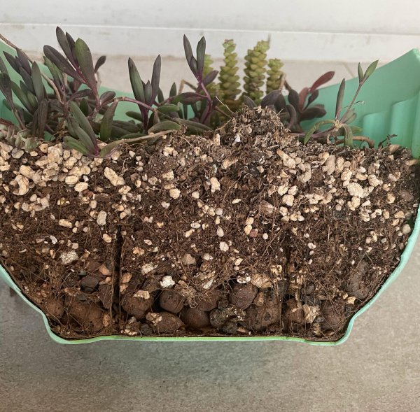 多肉植物怎么栽种