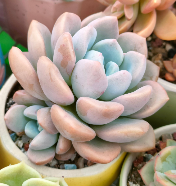 多肉植物怎么栽种