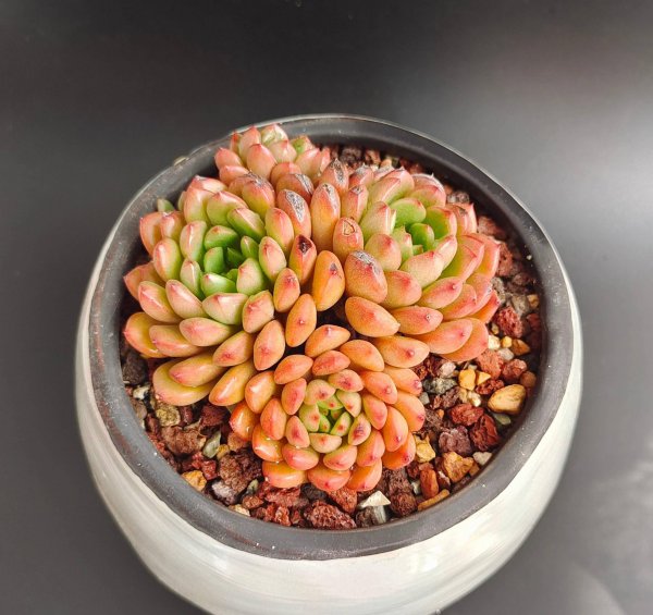 多肉植物怎么栽种