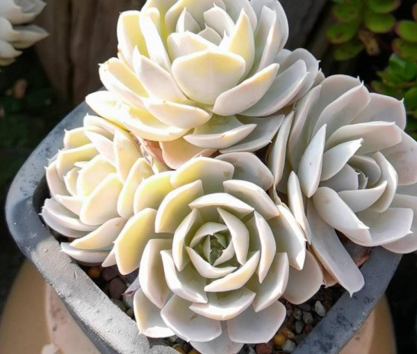 多肉植物怎么栽种