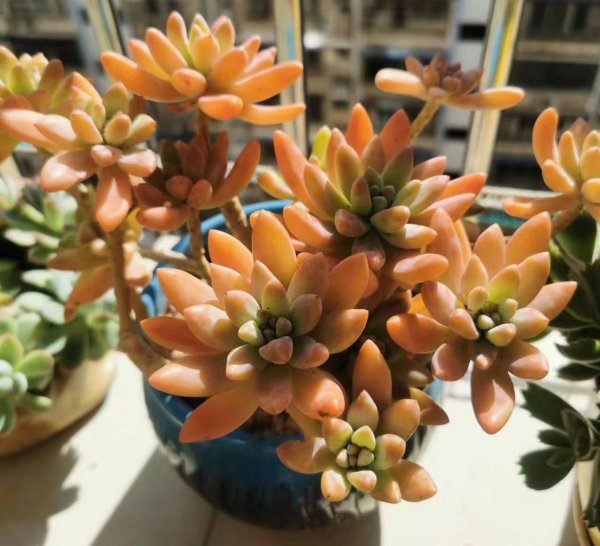 多肉植物怎么栽种