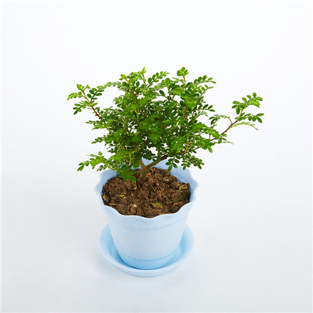 家里适合养清香木吗