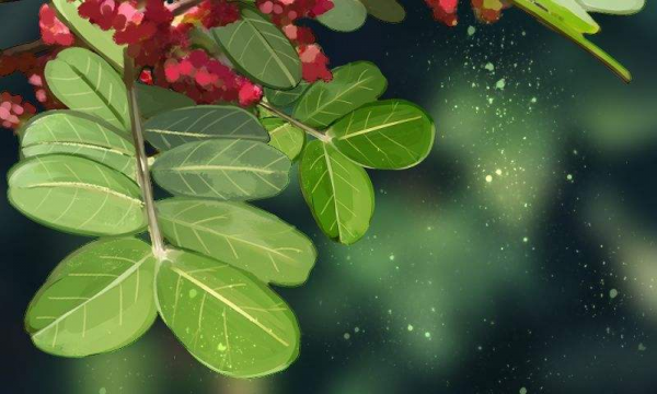 家里适合养清香木吗