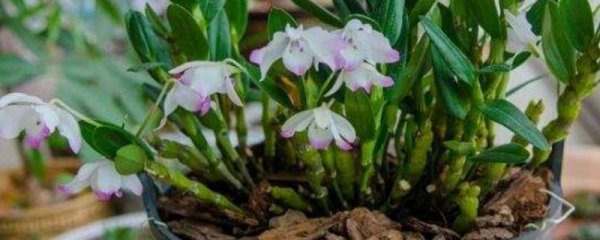 铁皮石斛种植方法盆栽用什么土