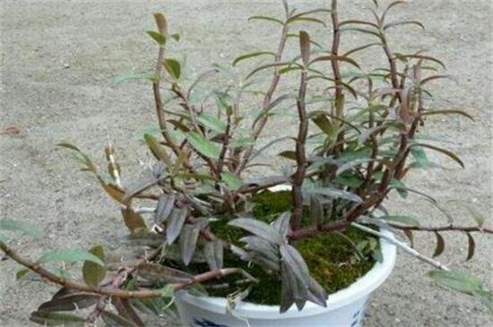 铁皮石斛种植方法盆栽用什么土
