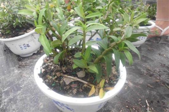 铁皮石斛种植方法盆栽用什么土