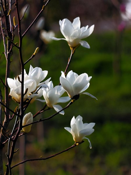 玉兰花什么品种最好