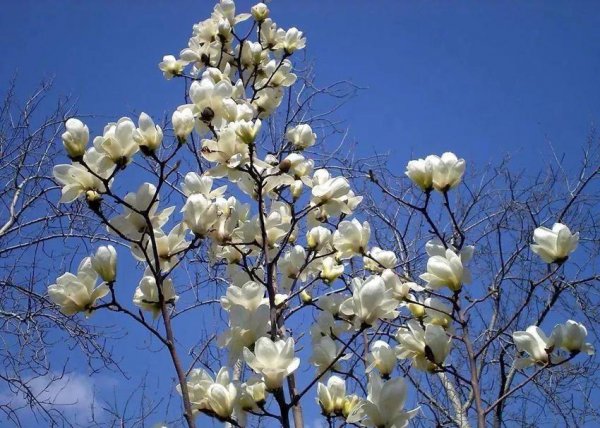 玉兰花什么品种最好