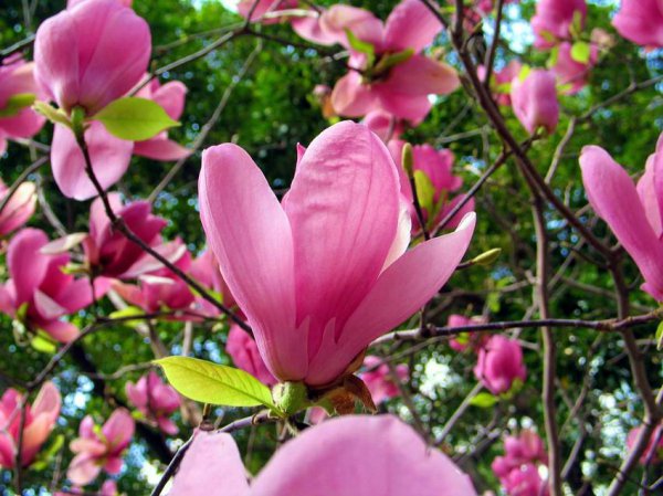 玉兰花什么品种最好