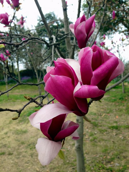 玉兰花什么品种最好