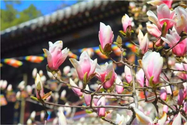 玉兰花什么品种最好