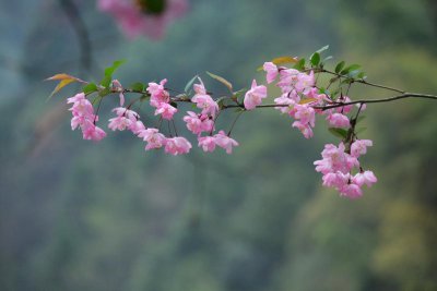 垂丝海棠盆栽怎么养 垂丝海棠盆景老桩养护要点