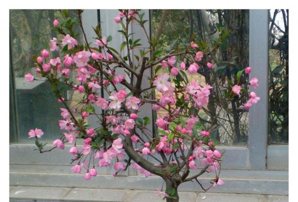 垂丝海棠盆栽怎么养