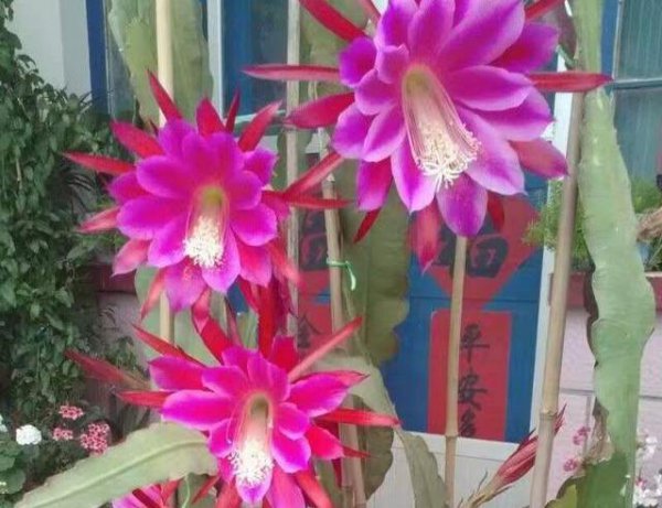 仙人掌的花是什么样的