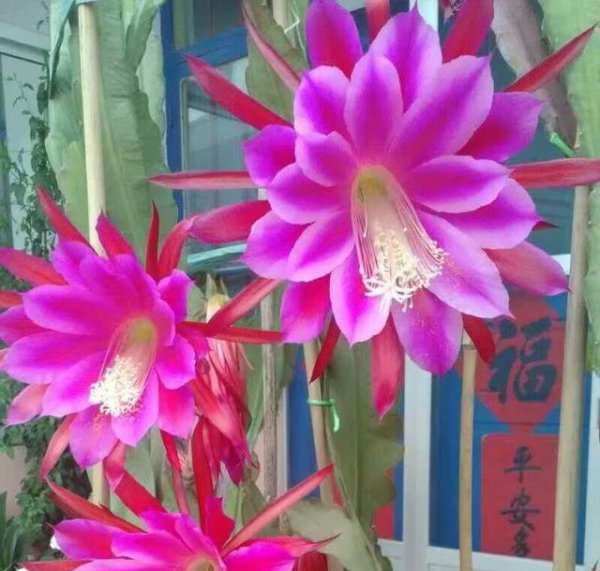 仙人掌的花是什么样的