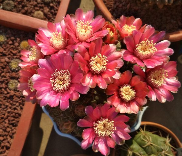仙人掌的花是什么样的