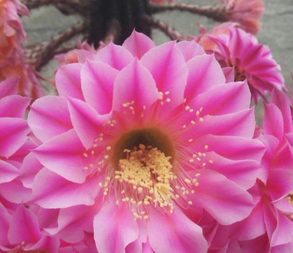 仙人掌的花是什么样的