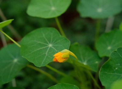 旱金莲怎么种植方法 盆栽旱金莲的栽培技术