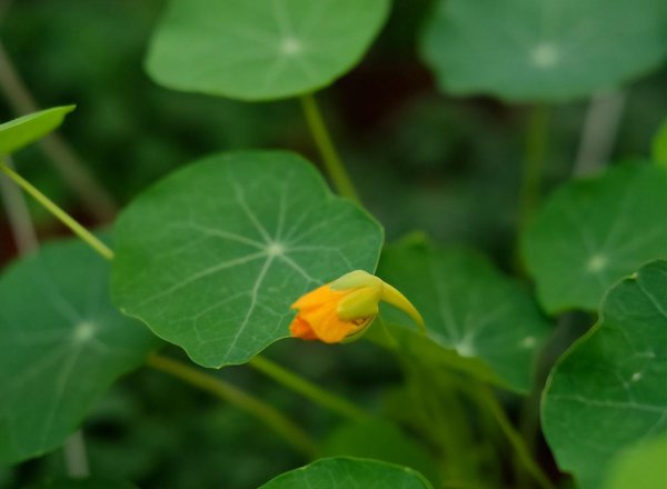 旱金莲怎么种植方法