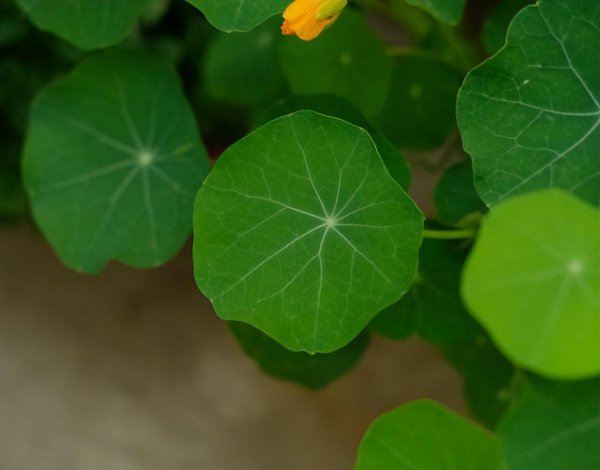 旱金莲怎么种植方法