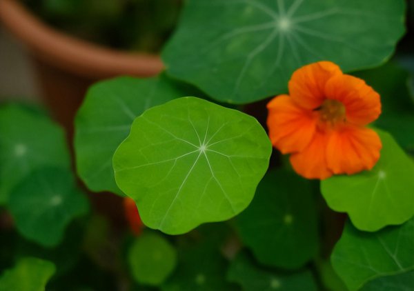 旱金莲怎么种植方法