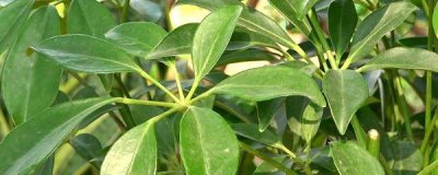 鹅掌木怎么培育 鹅掌木盆栽养护知识