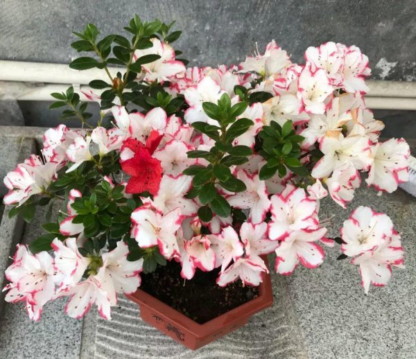 杜鹃哪些品种漂亮好养