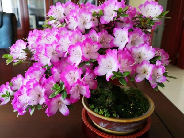 杜鹃哪些品种漂亮好养