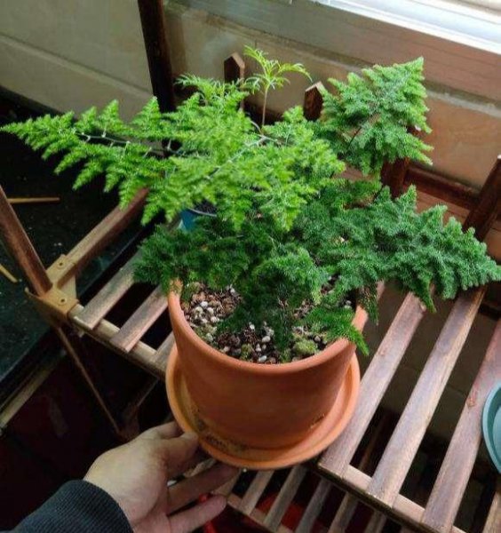文竹盆景怎么养护