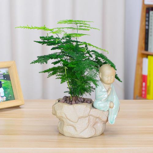 文竹盆景怎么养护