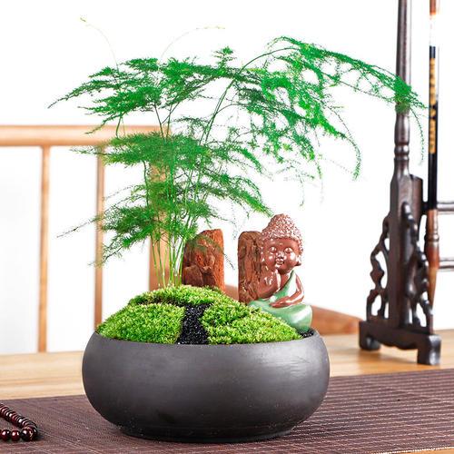 文竹盆景怎么养护