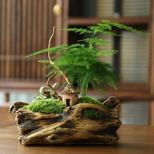 文竹盆景怎么养护