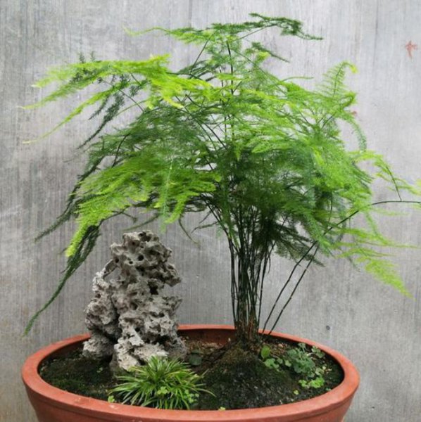 文竹盆景怎么养护