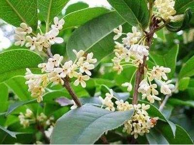 桂花有哪几种品种